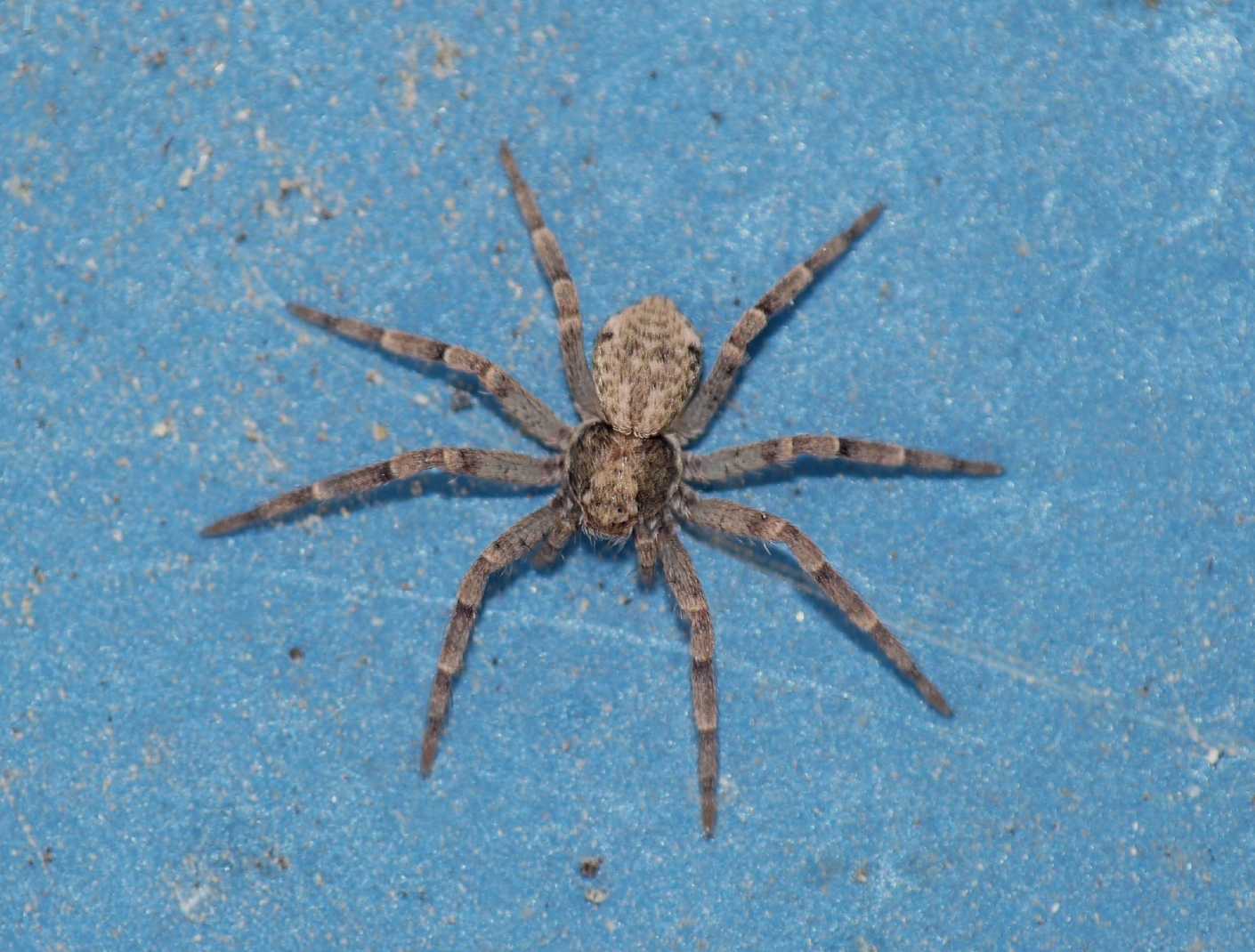 Philodromus margaritatus
